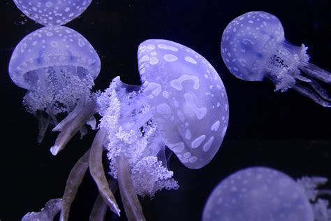 spotted lagoon jellyfish for sale.